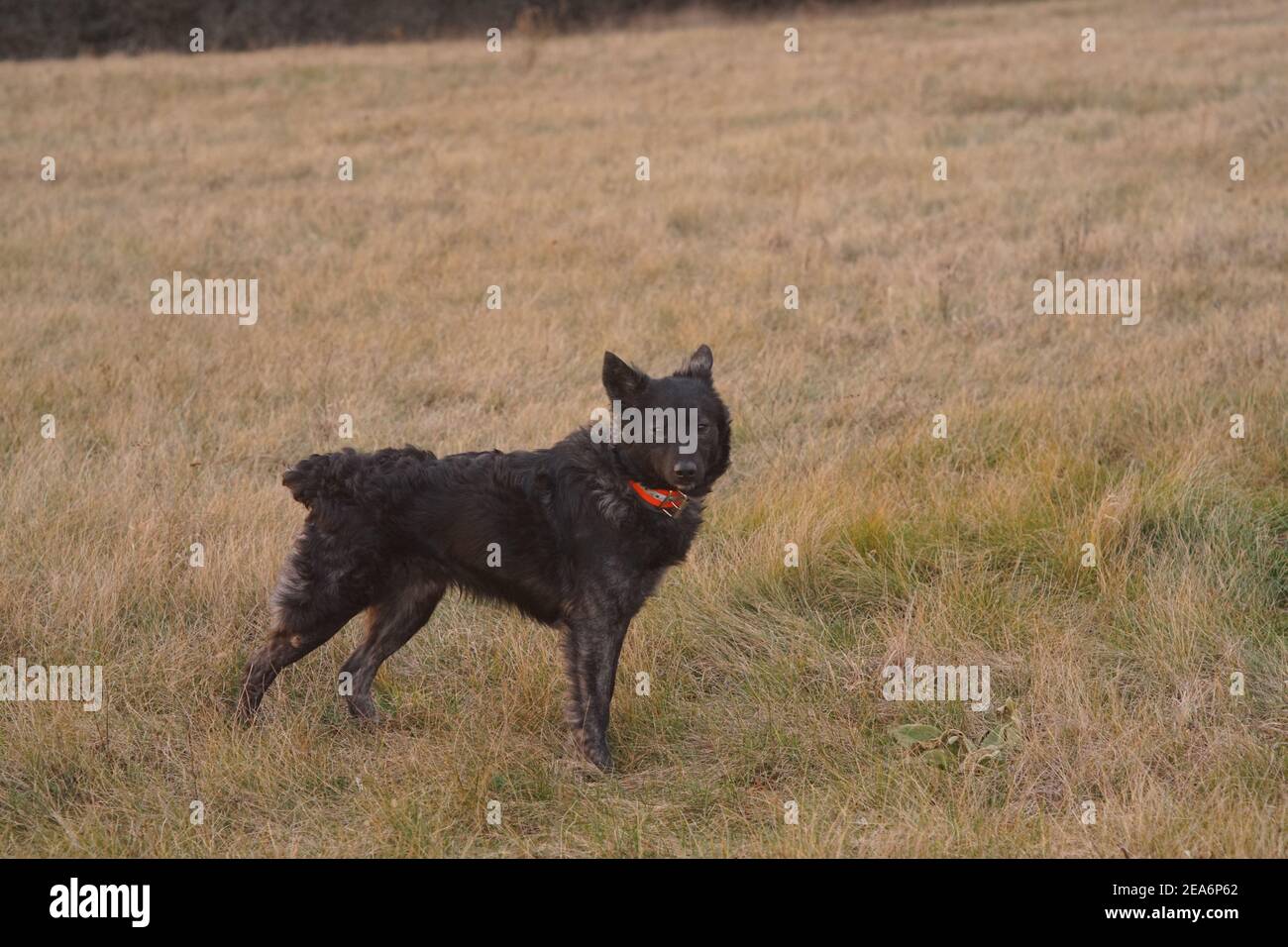 A black mudi dog(A purebred hungarian shepherd dog)  in the meadow. Stock Photo