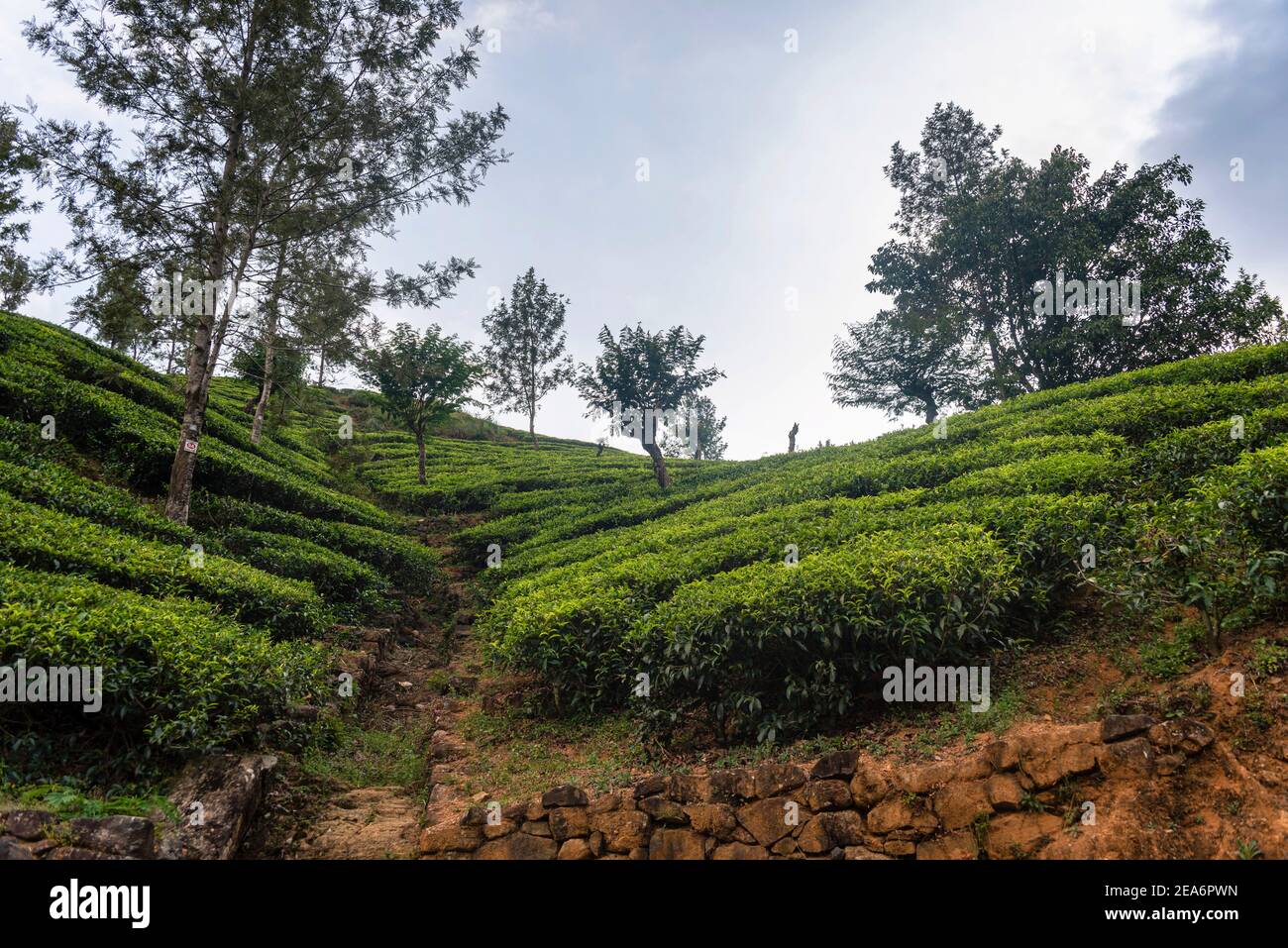 Beautiful lush green tea plantation field in the mountain area, hill county of Sri Lanka. Near Adams Peak Stock Photo