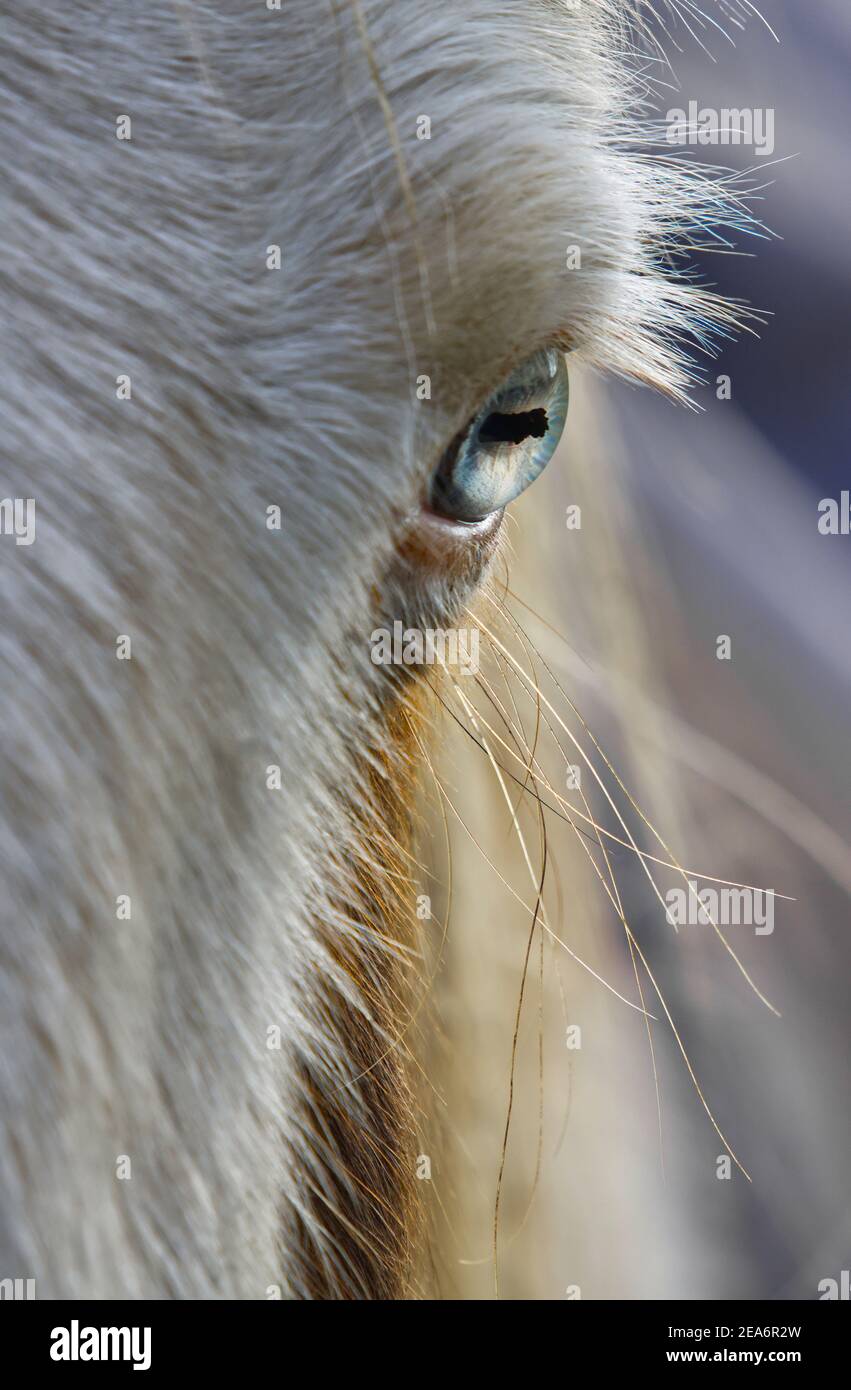 Horse face close up hires stock