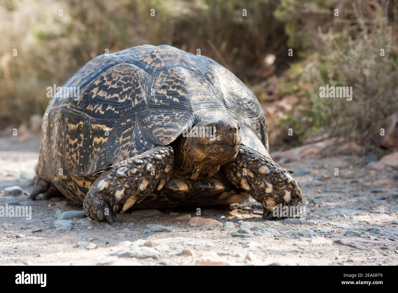 Leopard tortoise, Geochelone pardalis, Baviaanskloof, South Africa Stock Photo
