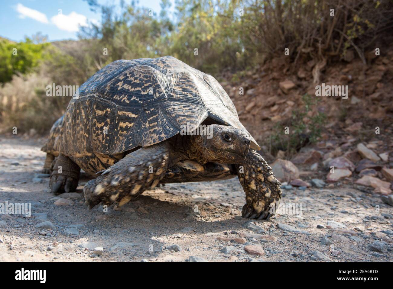 Leopard tortoise, Geochelone pardalis, Baviaanskloof, South Africa Stock Photo