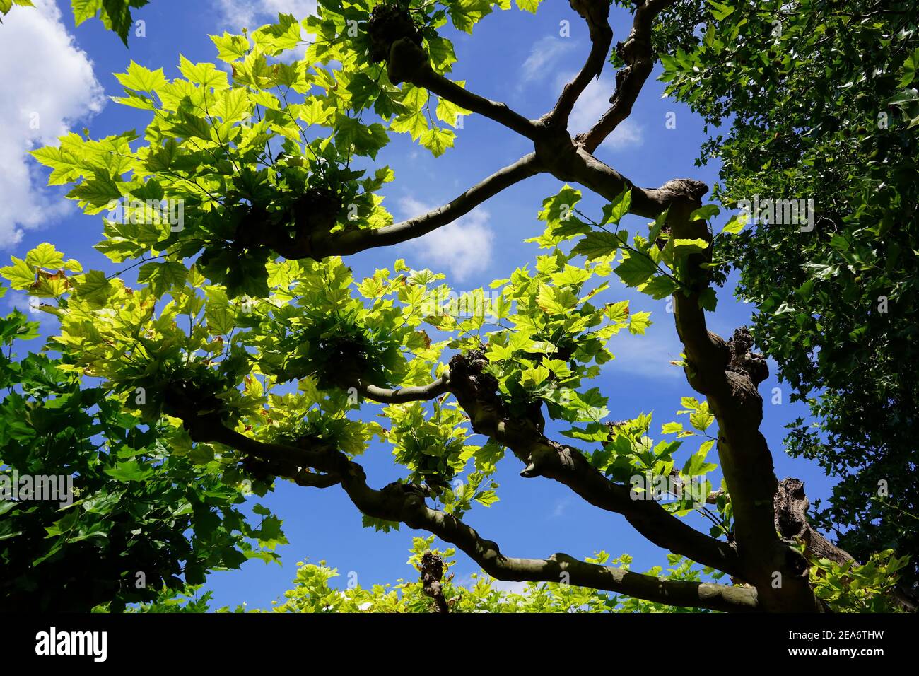 Old plane tree with green leaves on a sunny day, seen from a worm's eye view against the sky. Stock Photo