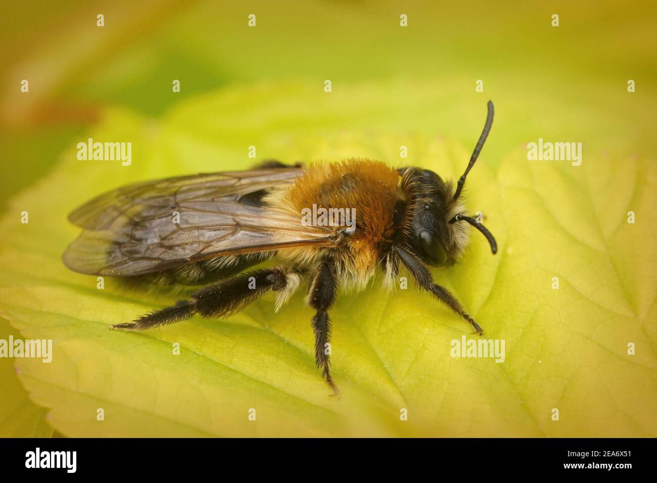 A female Chcolate mining bee , Andrena scotica , on a green leaf Stock Photo