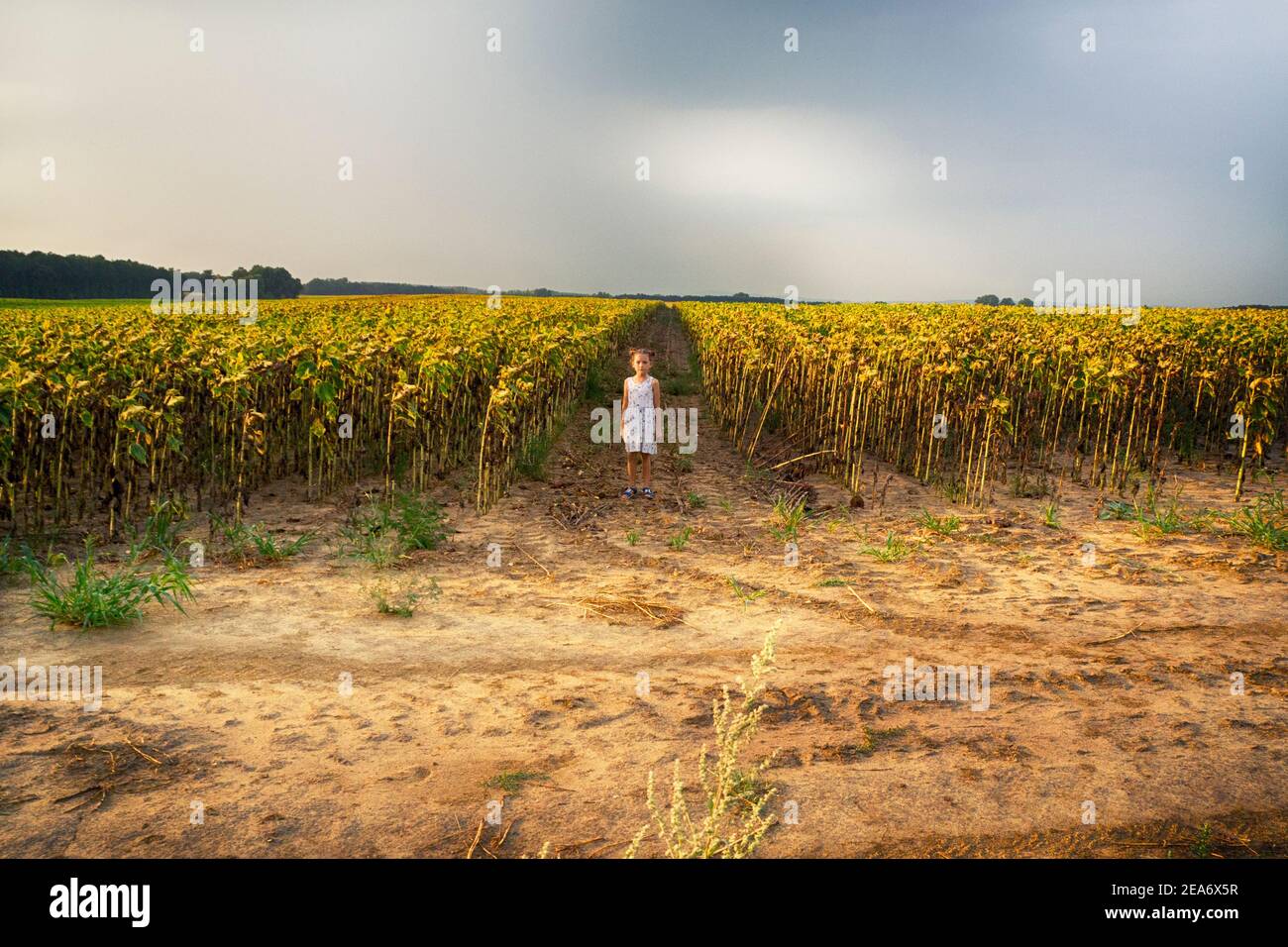 Girl standing in a sunflower field, Hungary Stock Photo - Alamy