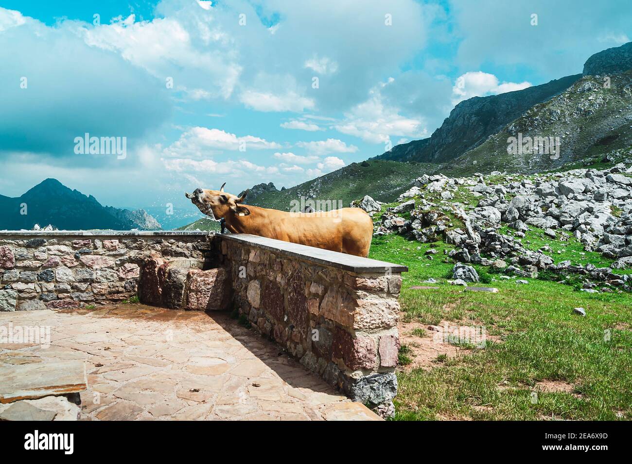 This photo of a cow drinking water from a tap is taken in a refuge in a mountain pass in Asturias.The photo is a horizontal shot and blue and green pr Stock Photo