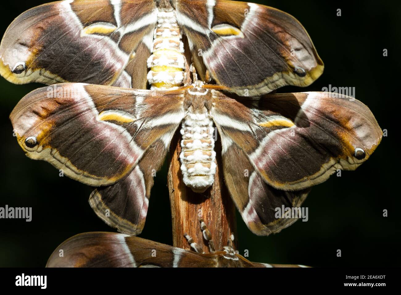Ailanthus silkmoth samia cynthia hi-res stock photography and images ...