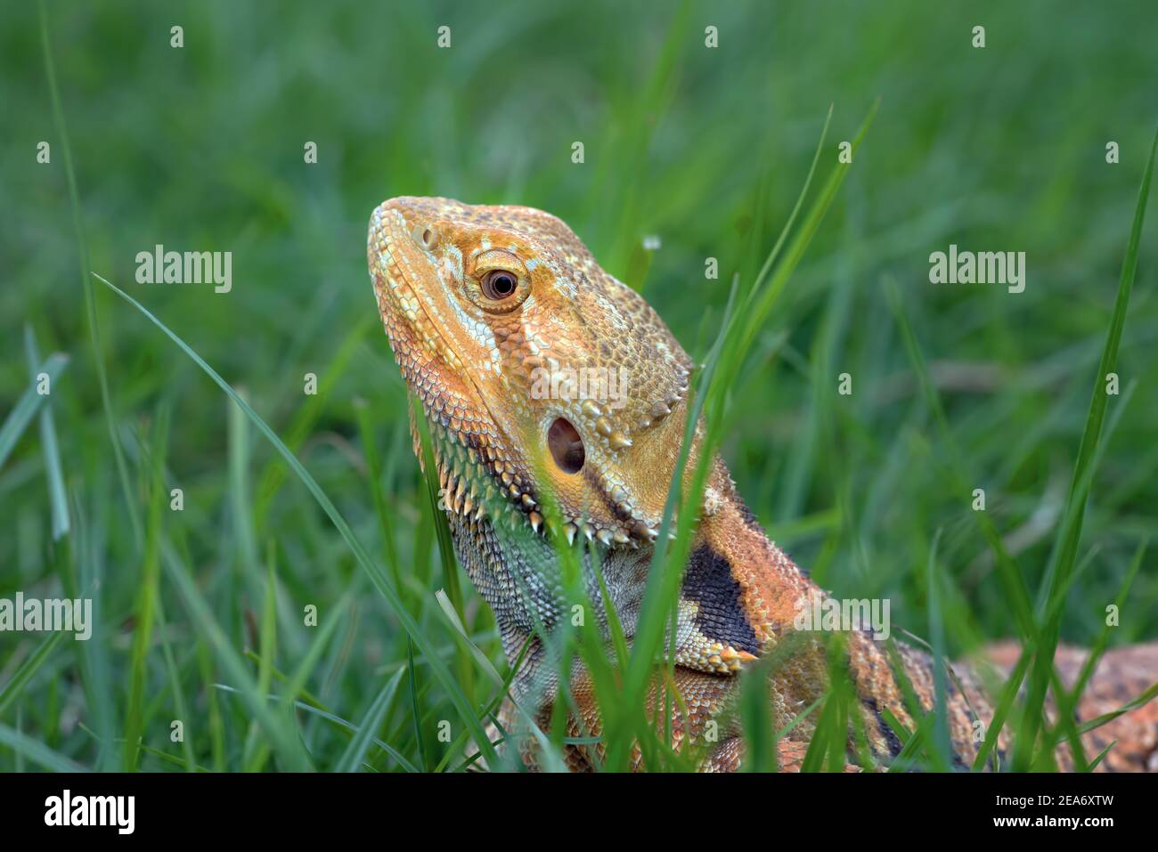 Portrait of a Bearded dragon in the grass, Indonesia Stock Photo