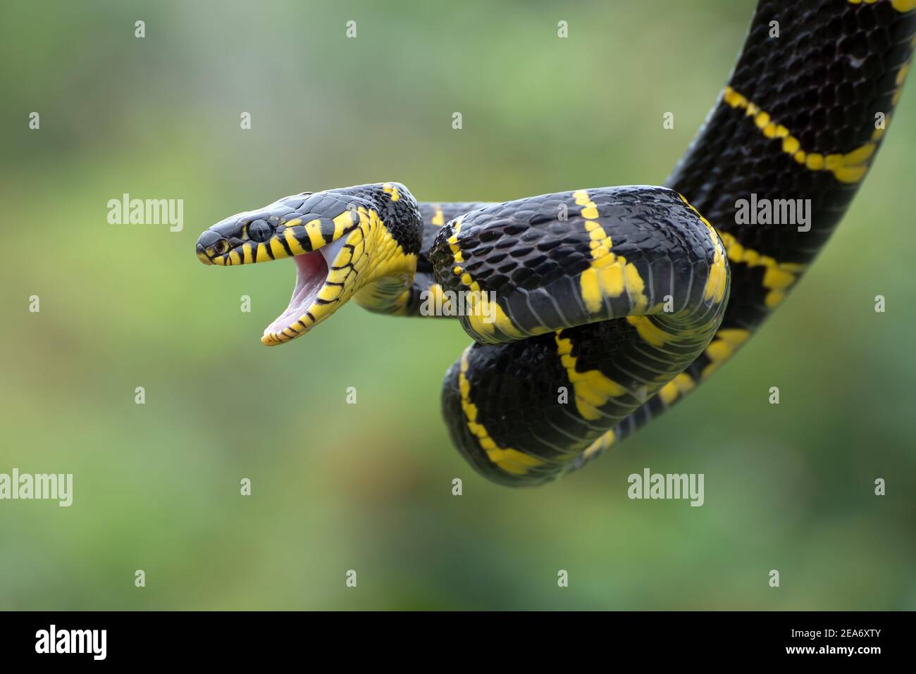 Close-up of Gold-ringed cat snake with an open mouth, Indonesia Stock Photo
