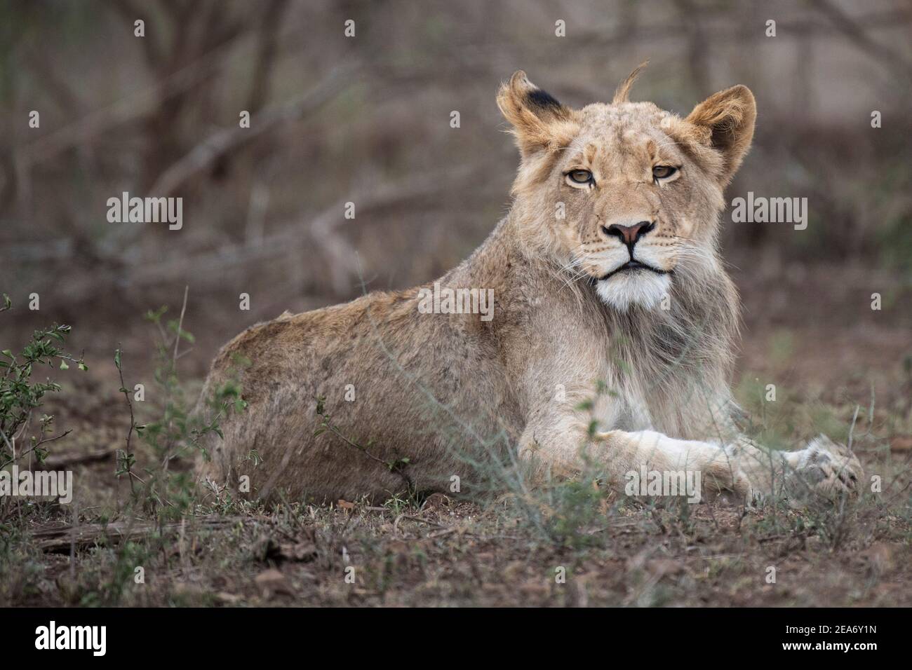 Lion cub, Panthero leo, Kruger National Park, South Africa Stock Photo
