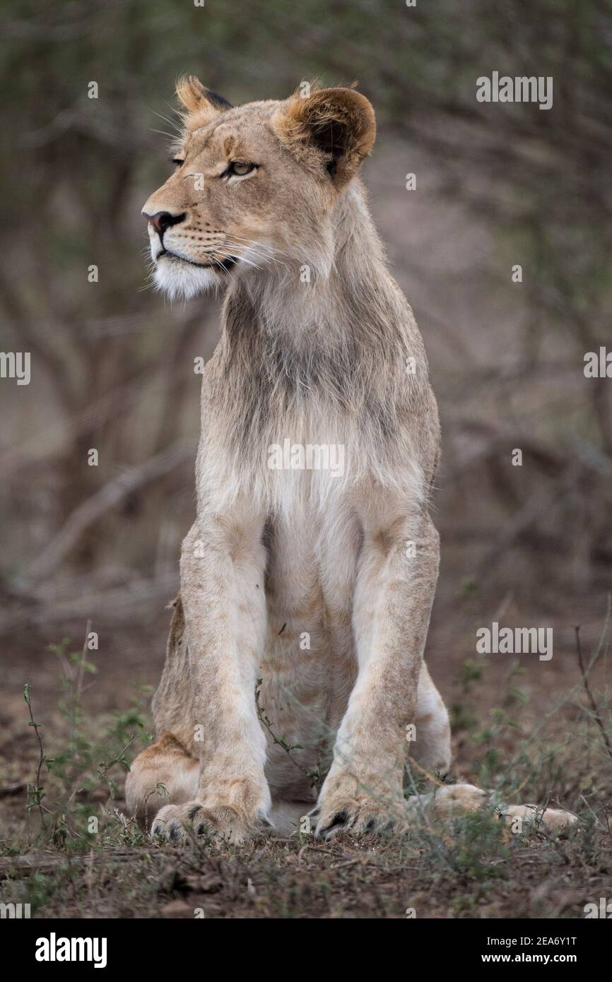 Lion cub, Panthero leo, Kruger National Park, South Africa Stock Photo