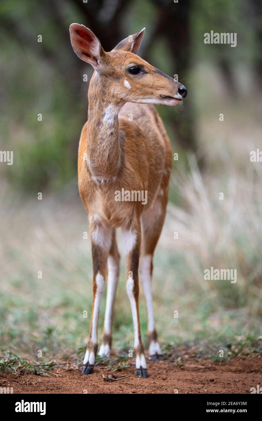 Bushbuck, Tragelaphus scriptus, Kruger National Park, South Africa Stock Photo