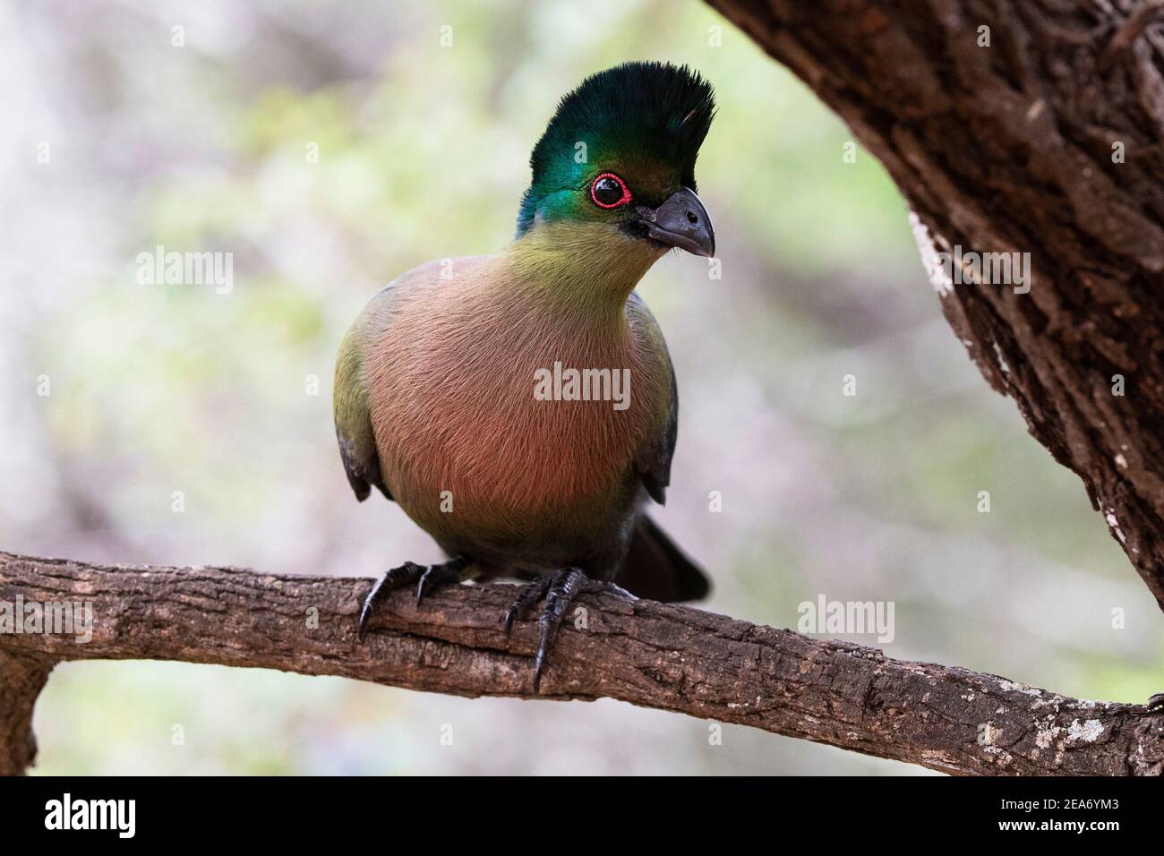 Purplecrested turaco, Tauraco porphyreolophus, Kruger National Park