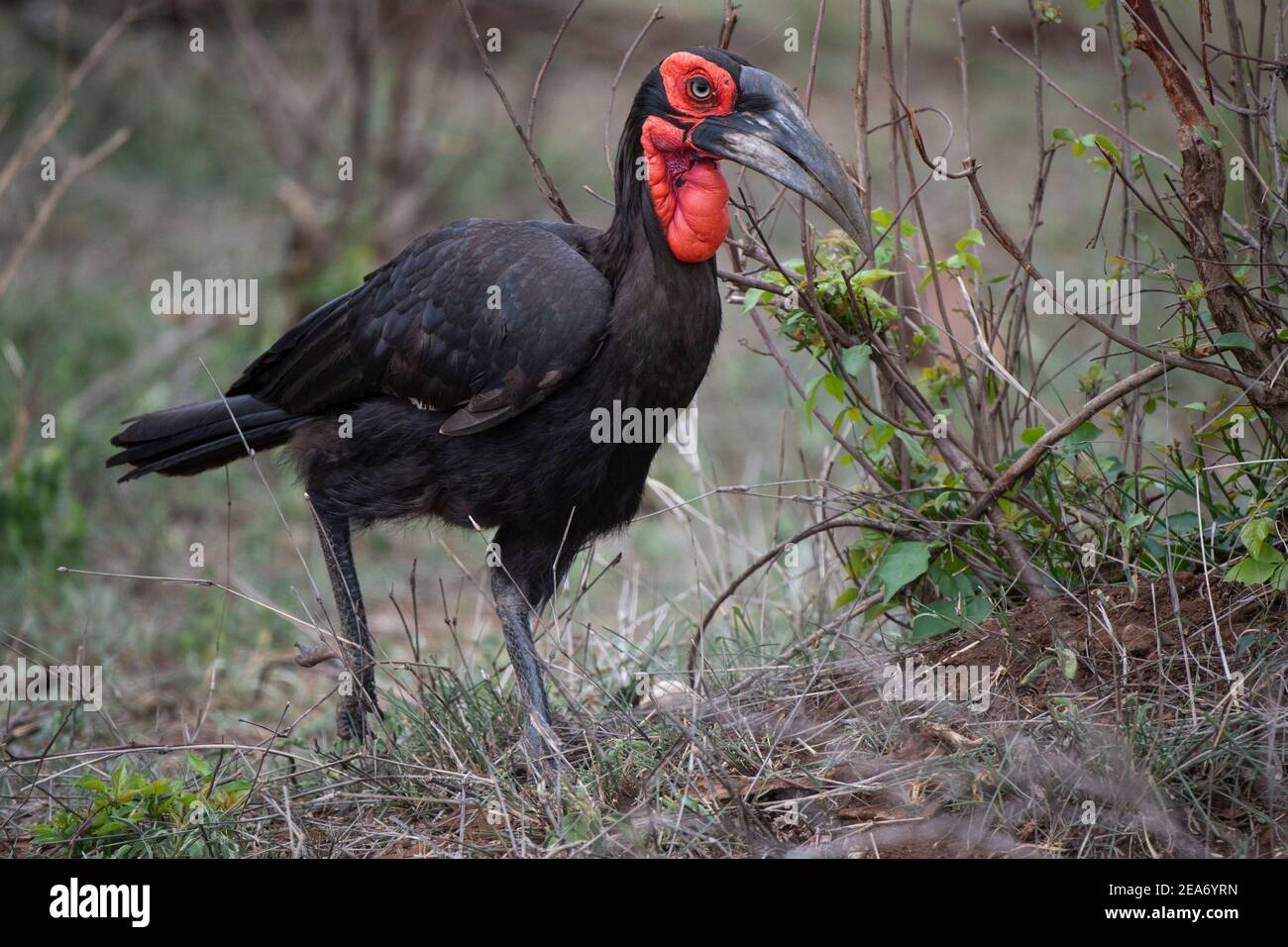 Southern ground hornbill, Bucorvus leadbeateri, Kruger National Park, South Africa Stock Photo