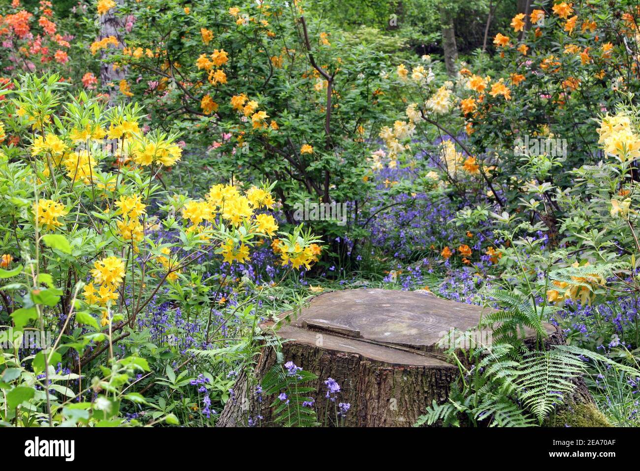 A place to sit in a hidden woodland area, surrounded by bluebells, azaleas, ferns and silver birch trees.  May, Isabella Plantation, Richmond Park Stock Photo