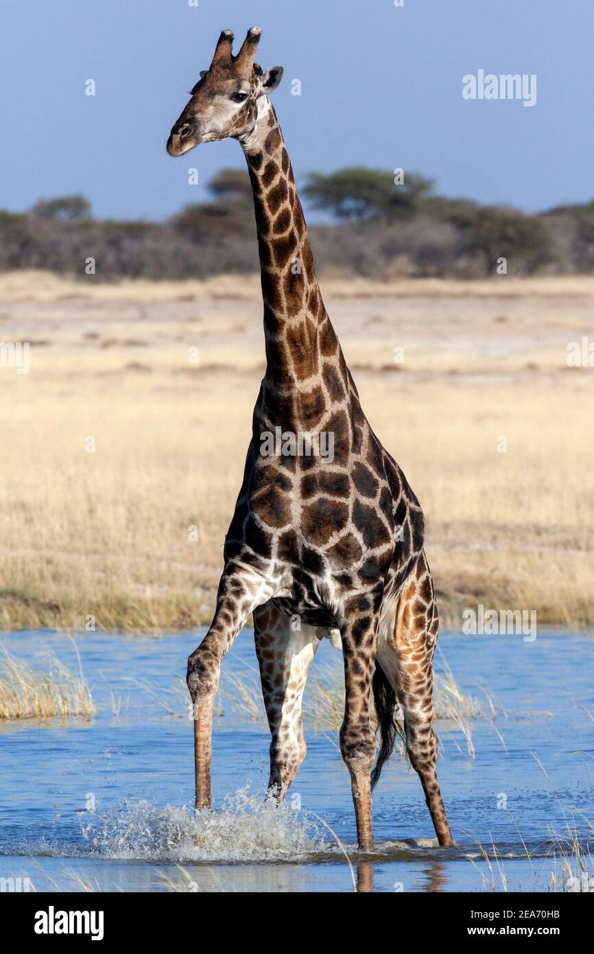 Giraffe (Giraffa camelopardalis) crossing a flooded salt pan in Etosha National Park in Namibia,  Africa. The giraffe is an African artiodactyl mammal Stock Photo