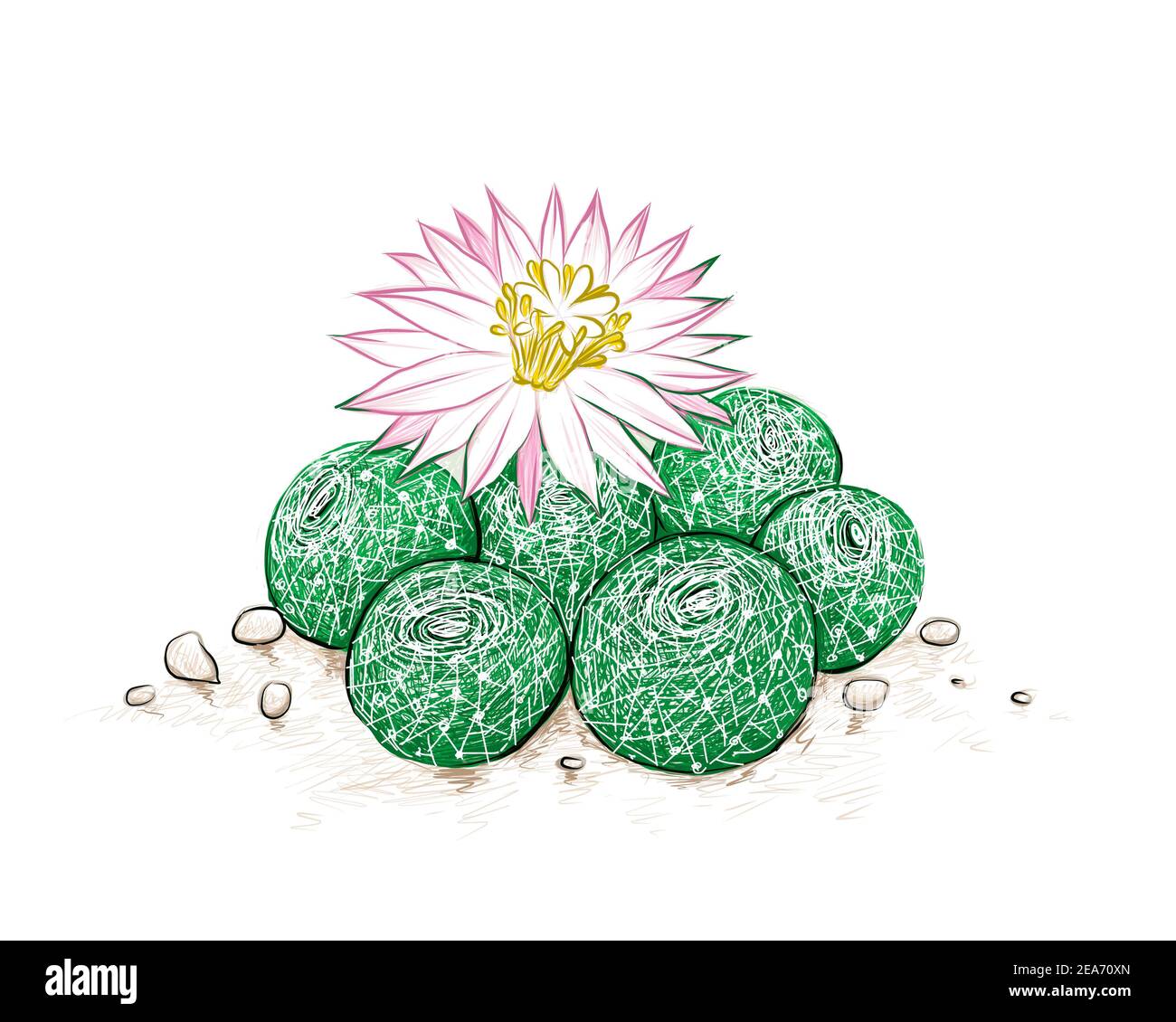 Illustration Hand Drawn Sketch of Rebutia Cactus with Pink Flower. A Succulent Plants with Sharp Thorns for Garden Decoration. Stock Photo