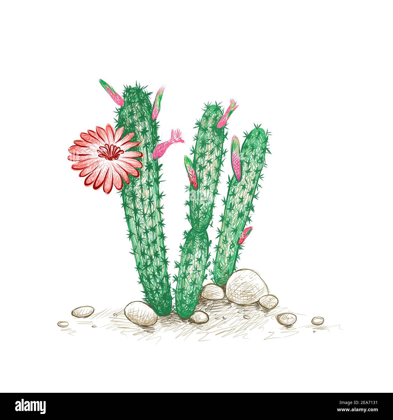 Illustration Hand Drawn Sketch of Cleistocactus with Red Flower for Garden Decoration. Stock Photo