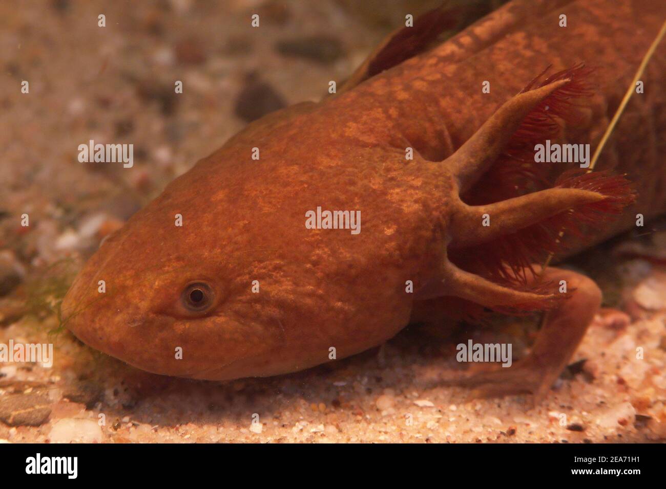 Closeup of the brown form of the Mexican achoque salamand Ambystoma mexicanum Stock Photo
