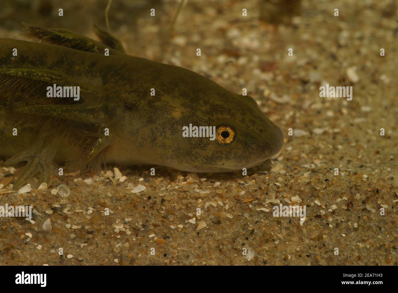 Aquatic larvae of a barred tiger salamander Ambystoma mavortium Stock