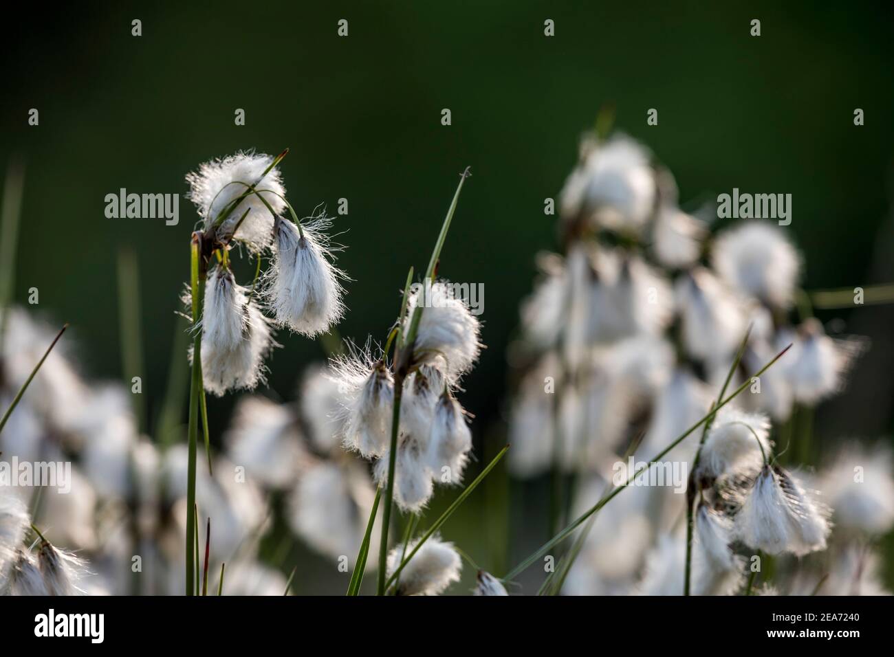 Cotton Grass; Eriophorum angustifolium; Seed Heads; UK Stock Photo Alamy