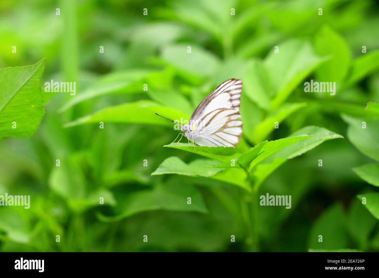 Brown veined white butterfly Stock Photo
