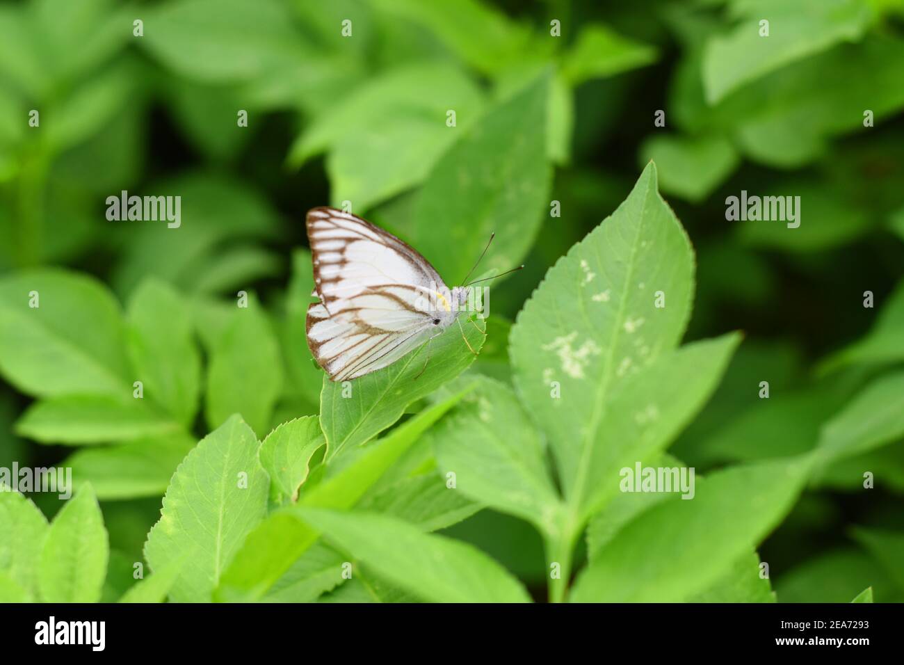 Brown veined white butterfly Stock Photo