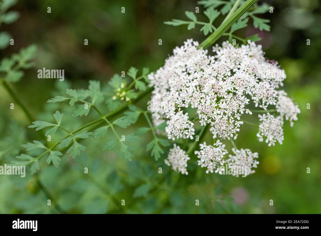 Hemlock Water Dropwort; Oenanthe crocata; Flower; UK Stock Photo
