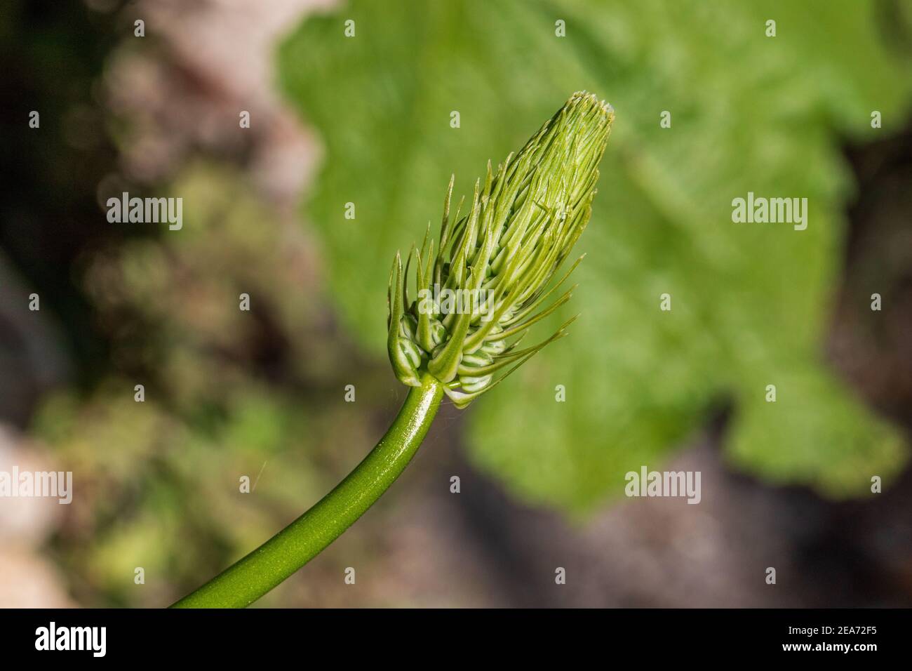 Albuca bracteata, False Sea Onion Plant Stock Photo