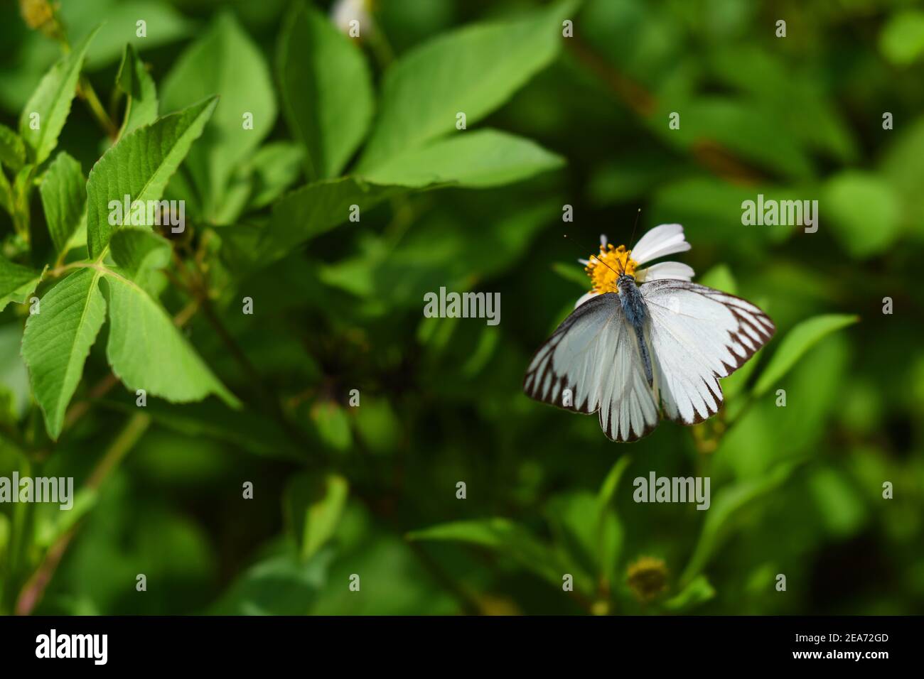 Brown veined white butterfly Stock Photo