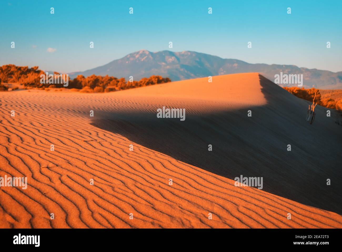 Majestic view of orange sand dunes and hills glow in the rays of the warm sunset in a tropical country. Bushes and distant mountains in the background Stock Photo