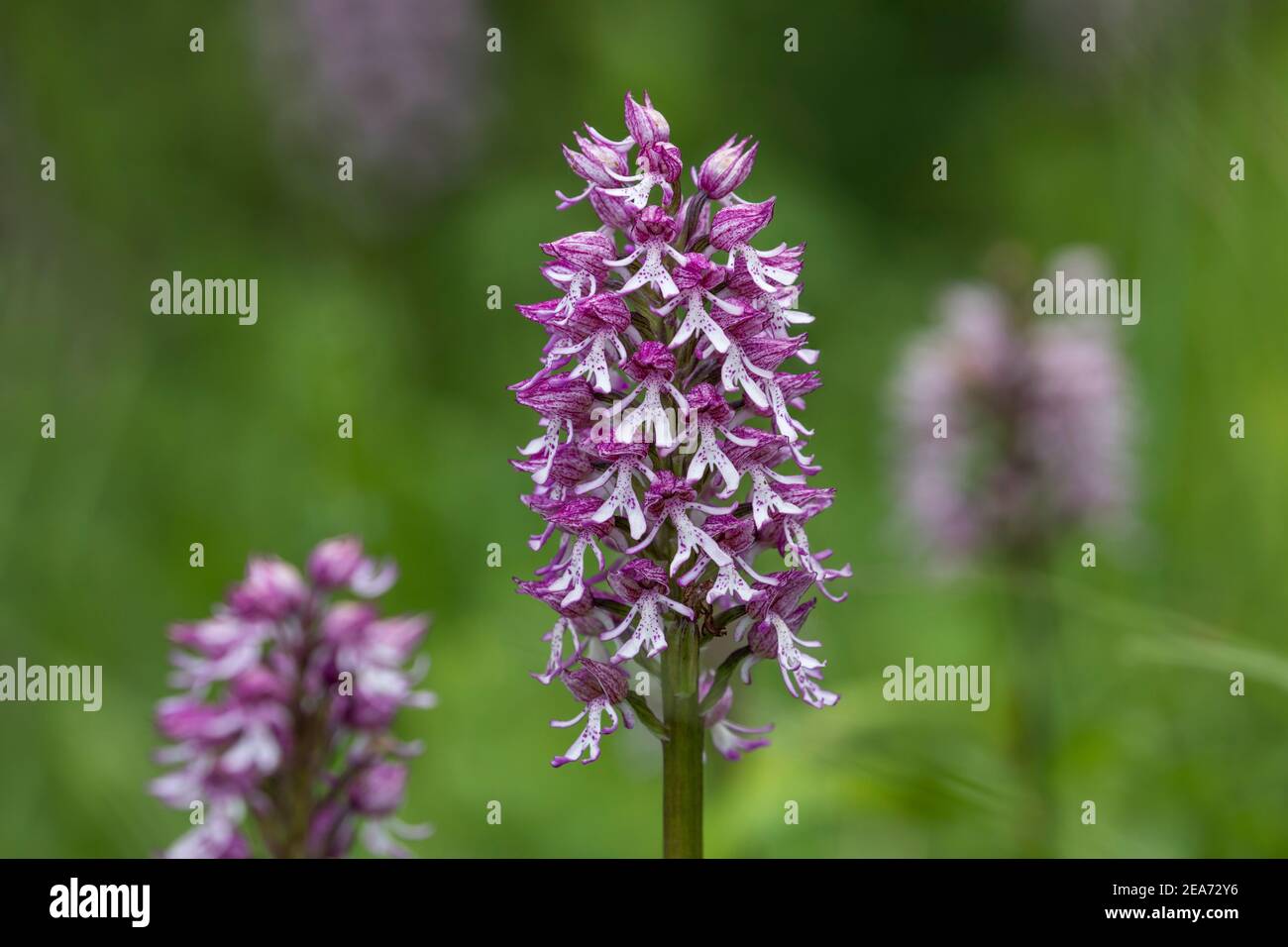 Monkey Orchid Crossed with Lady Orchid; UK Stock Photo