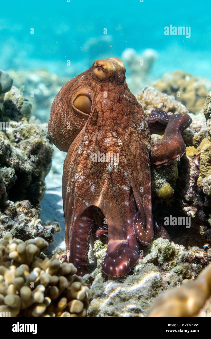 Common Octopus; Octopus vulgaris; Maldives Stock Photo Alamy