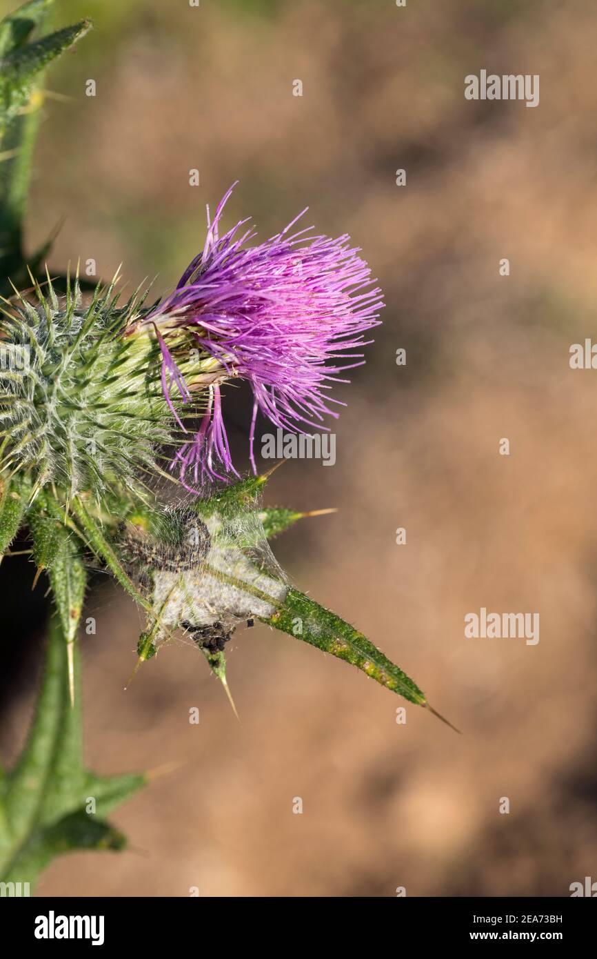 painted-lady-caterpillar-vanessa-cardui-on-thistle-uk-stock-photo