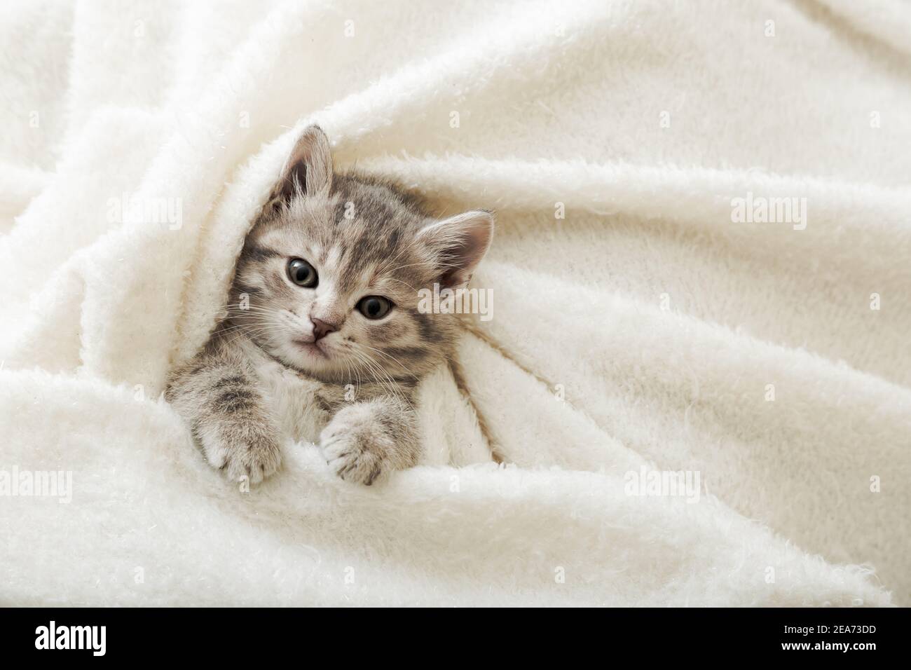Cute tabby kitten lies on white soft blanket. Cat rest napping on bed. Comfortable  pet sleeping in cozy home. Top view with copy space Stock Photo - Alamy