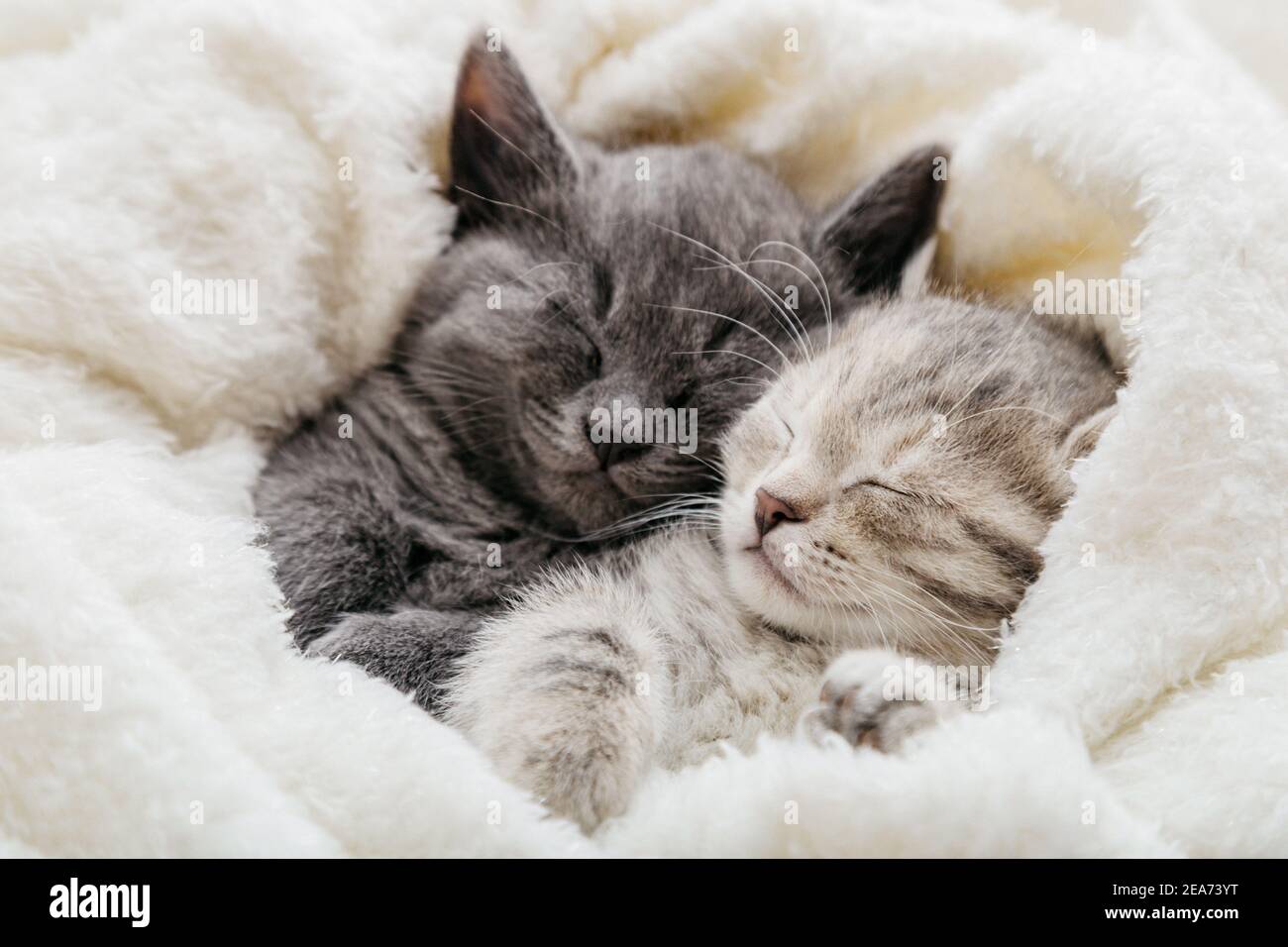 Cute animal couple hi-res stock photography and images - Page 6 - Alamy