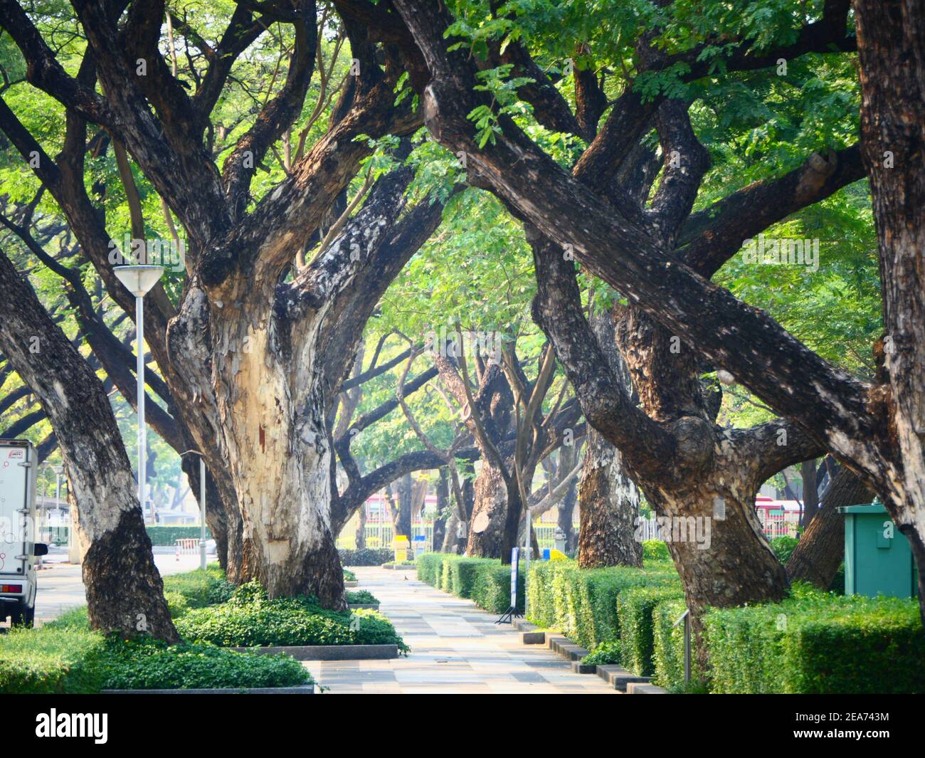 University tree lane, Bangkok Thailand Stock Photo