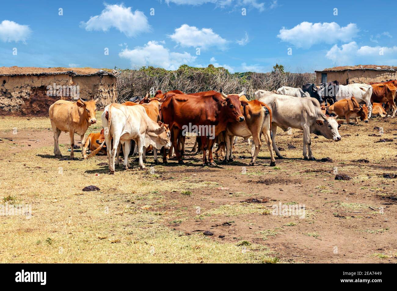 Cattle in Masai Mara national park of Kenya Stock Photo Alamy