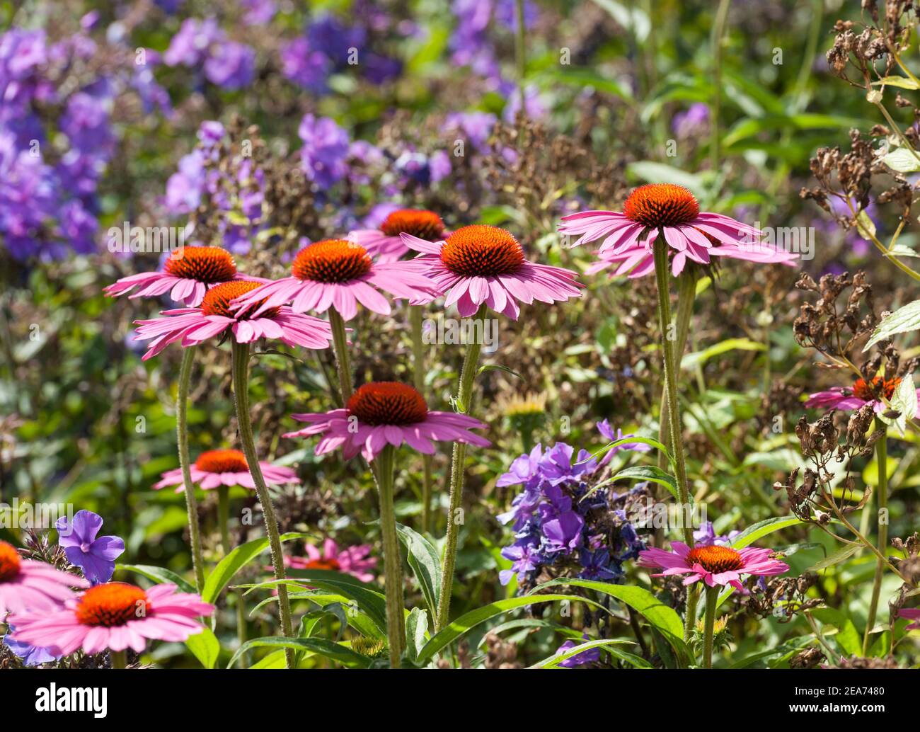 Echinacea purpurea rubinstern flowers Stock Photo