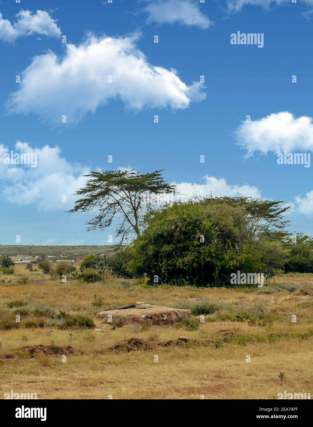 Acacias trees in the meadows of Kenya with clouds in the sky Stock