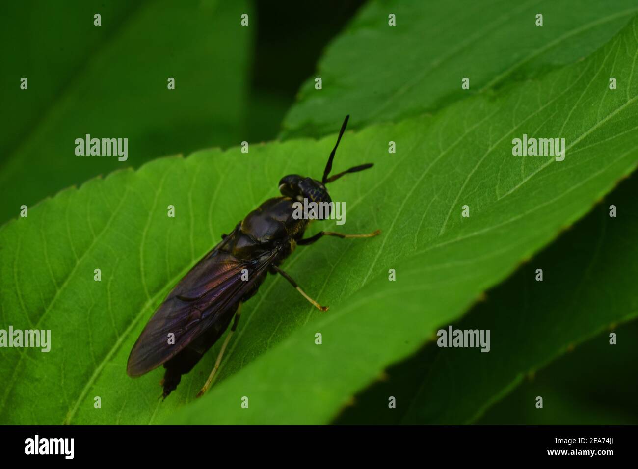 The black soldier fly Stock Photo
