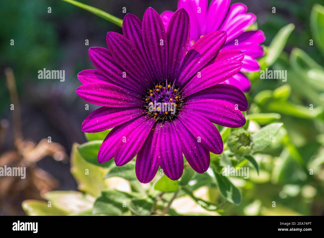 Dimorphotheca, South African daisy Flower Stock Photo Alamy