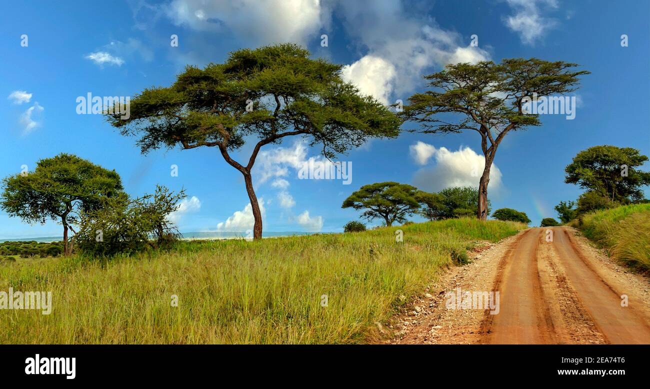 Acacias trees in the meadows of Kenya with clouds in the sky Stock