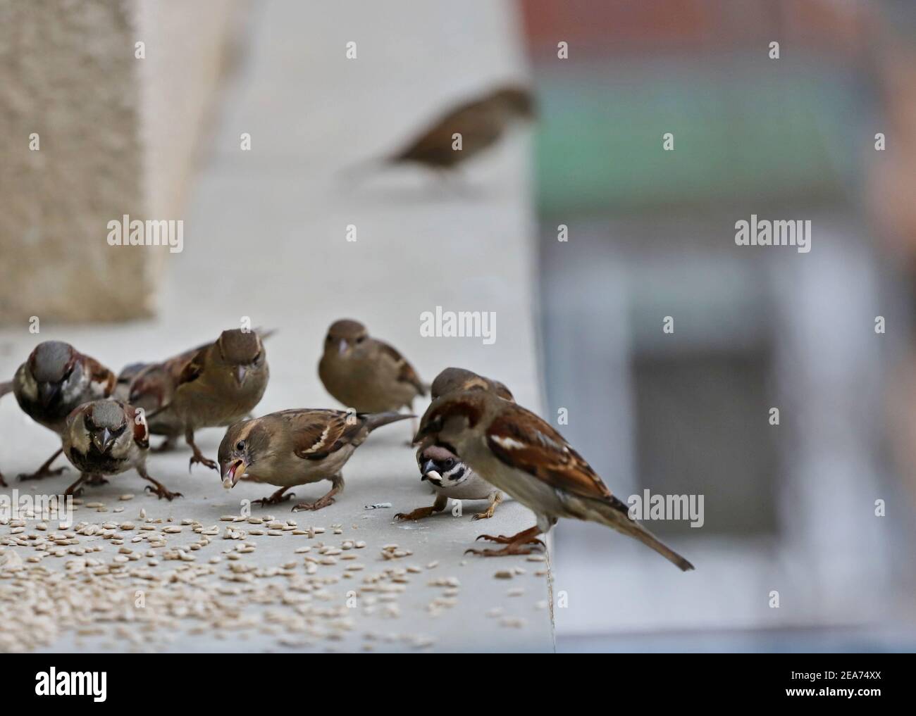 A flock of sparrows eat seeds on the railing. Flying sparrows. Stock Photo