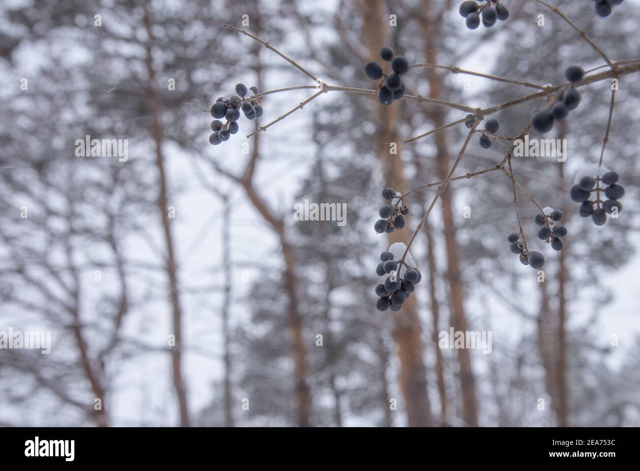 privet berries on a cold winter's day Stock Photo