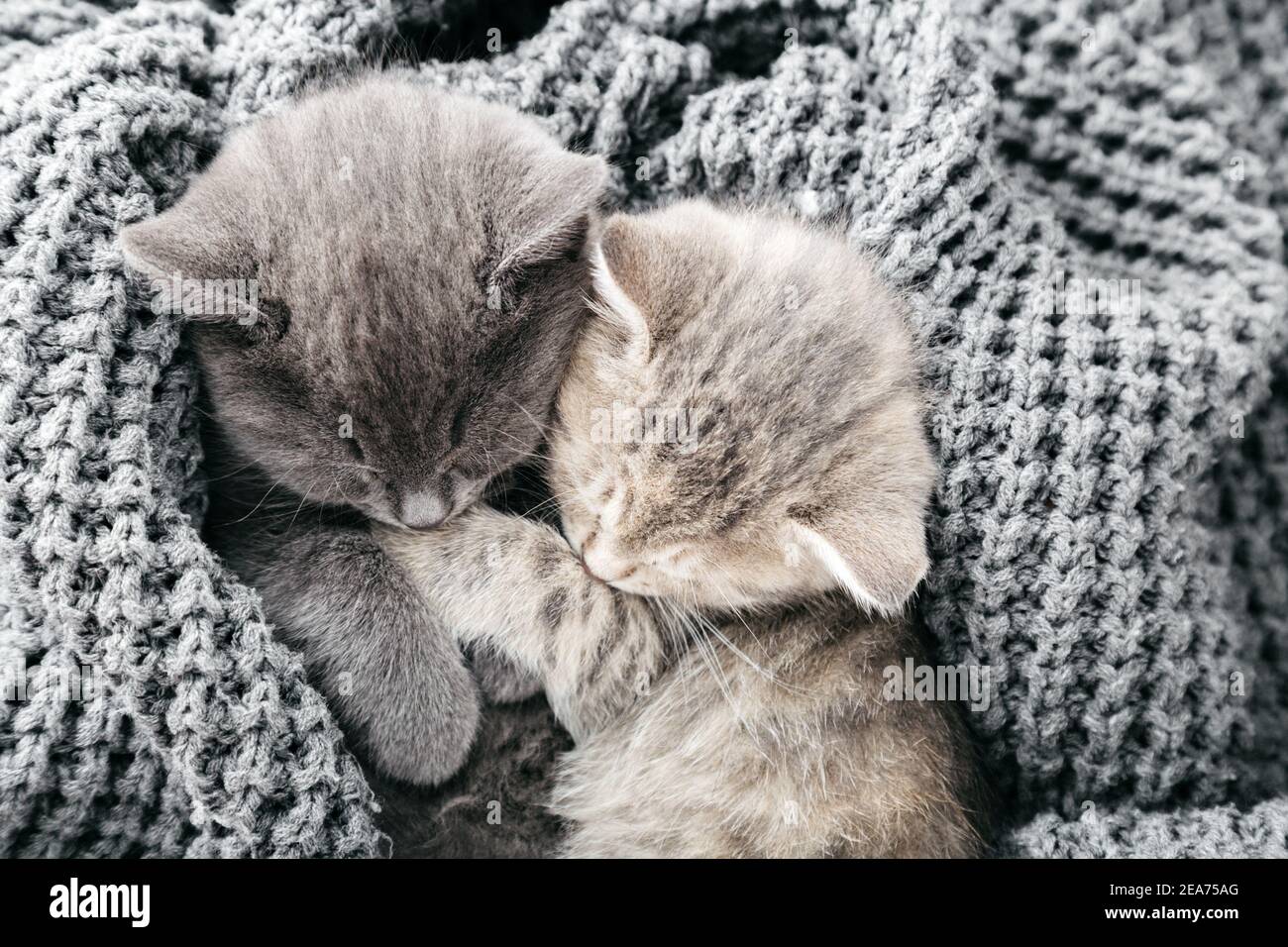 Couple cute tabby kittens sleeping kissing on gray soft knitted blanket ...