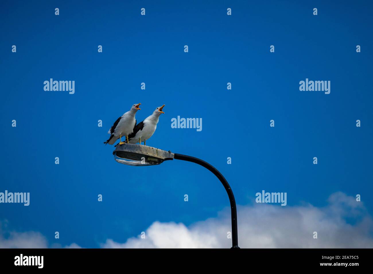 Gulls screeching on top of a lantern Stock Photo