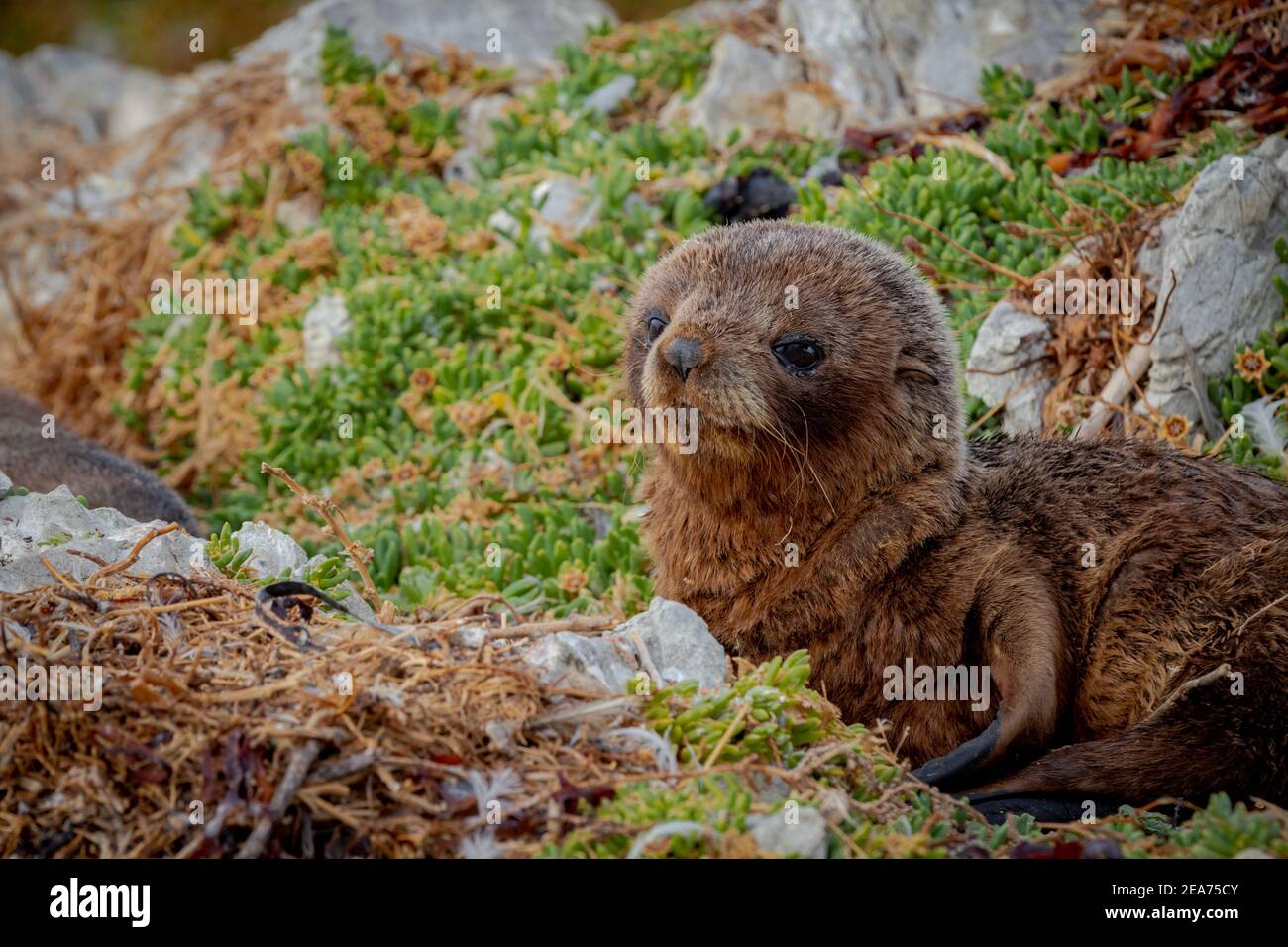 Cute sea lion on rocks in Kaikoura, New Zealand Stock Photo - Alamy
