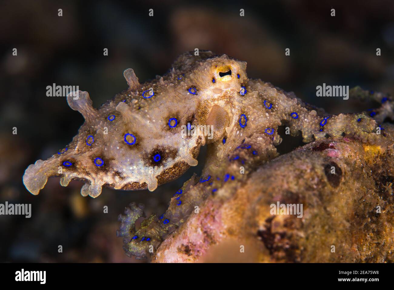 The Deadly Blue Ringed Octopus Stock Photo Alamy