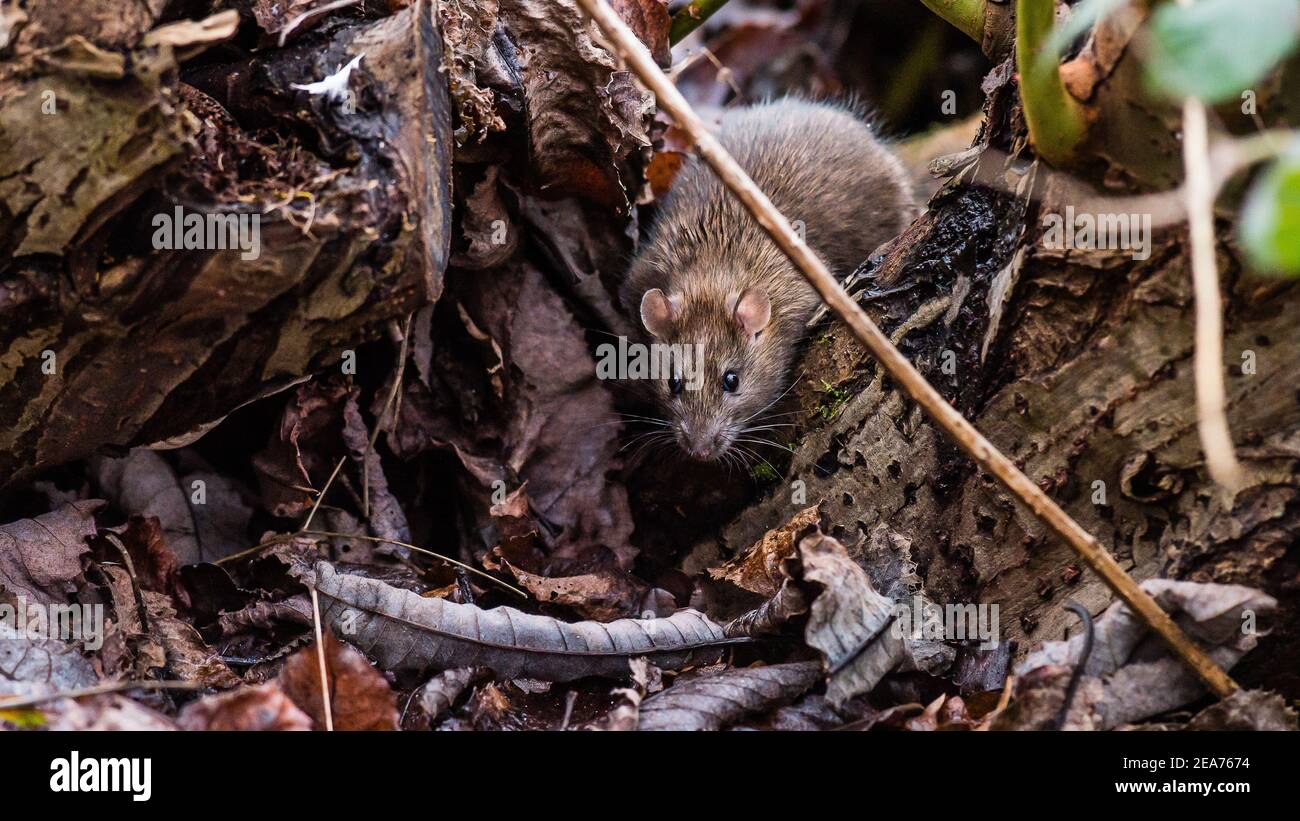 Water Rat appears from undergrowth, scavenging for left over food from feeding the ducks Stock Photo