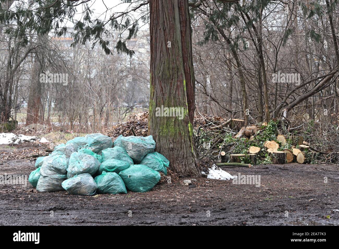 Plastic garbage bags and cut down trees thrown in nature Stock Photo